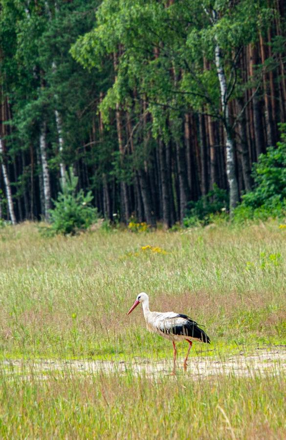 Siedlisko Pod Lasem Zwierzyniec Exteriér fotografie